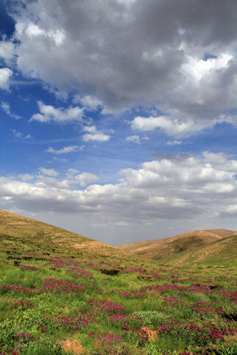 نمونه ای از کاربرد لنز واید 28م م. در ایجاد عمق میدان زیاد